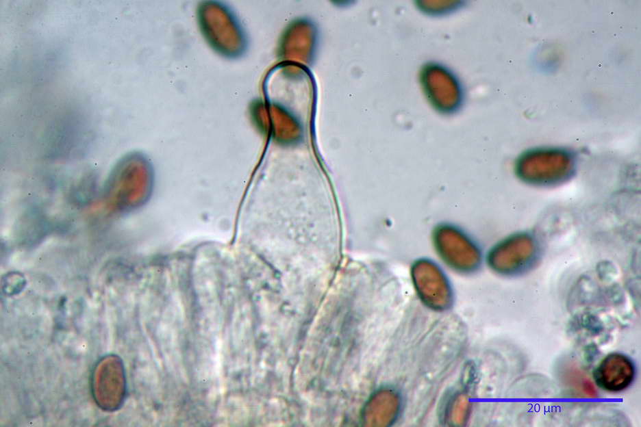 Psathyrella 32.jpg