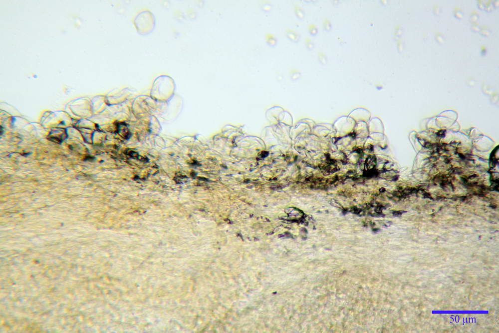 flammulaster carpophilus var carpophilus 4860 05_resize.jpg