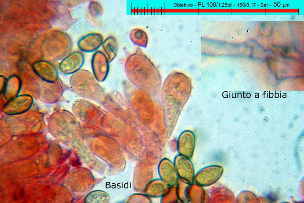 pholiotina aeruginosa 2955 elementi imeniali  01.jpg