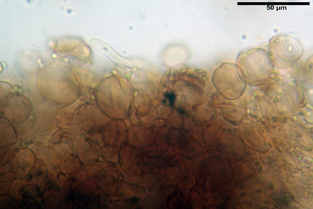 Cystodermella cinnabarina 08.JPG