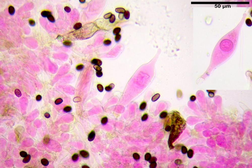 Typhrasa gossypina 5342 08.jpg