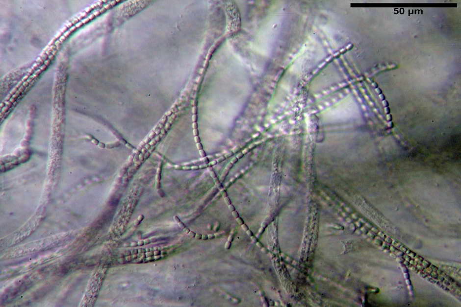 elaphocordyceps ophioglossoides 4709 16.jpg