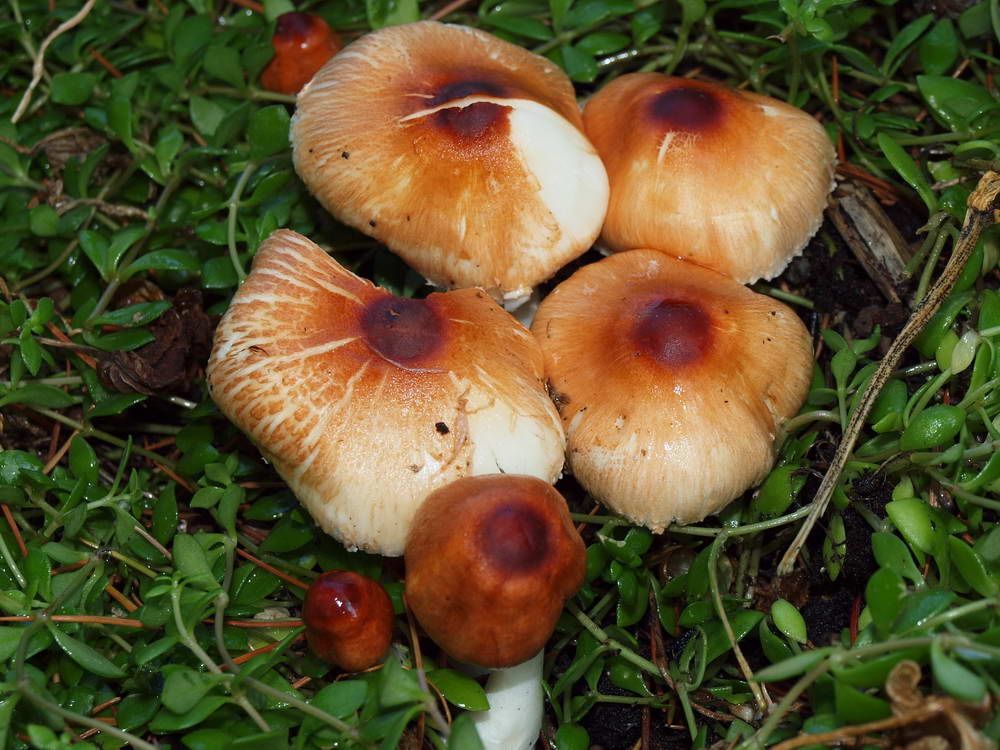 leucoagaricus purpureorimosus 4735 01.jpg