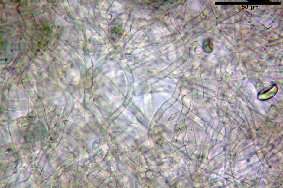 urnula pouchetii 4829 11.jpg