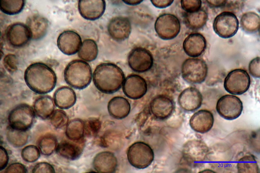 Scleroderma polyrizum 5466 30.jpg