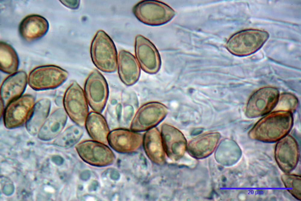 hebeloma velutipes 88.jpg