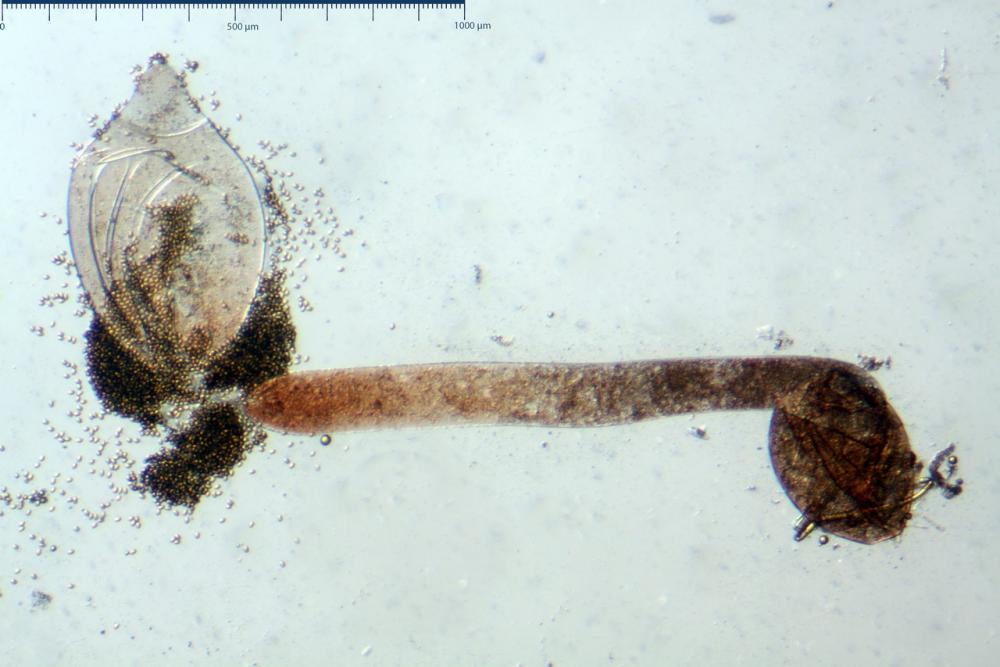 pilobolus crystallinus var kleinii 08_resize.jpg