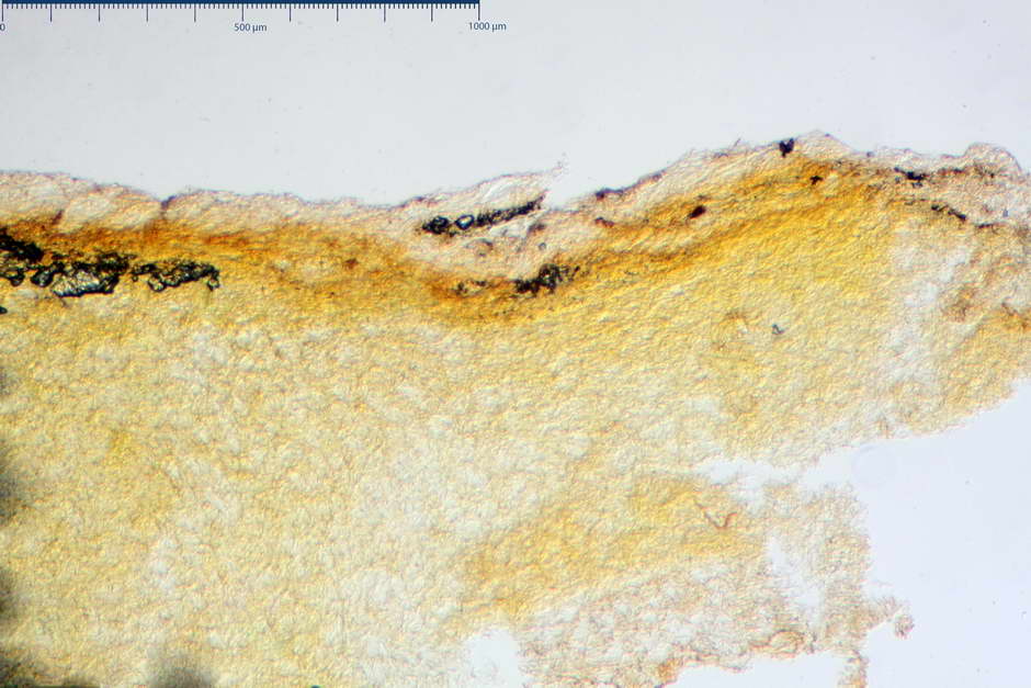 Pholiota conissans 4823 08.jpg