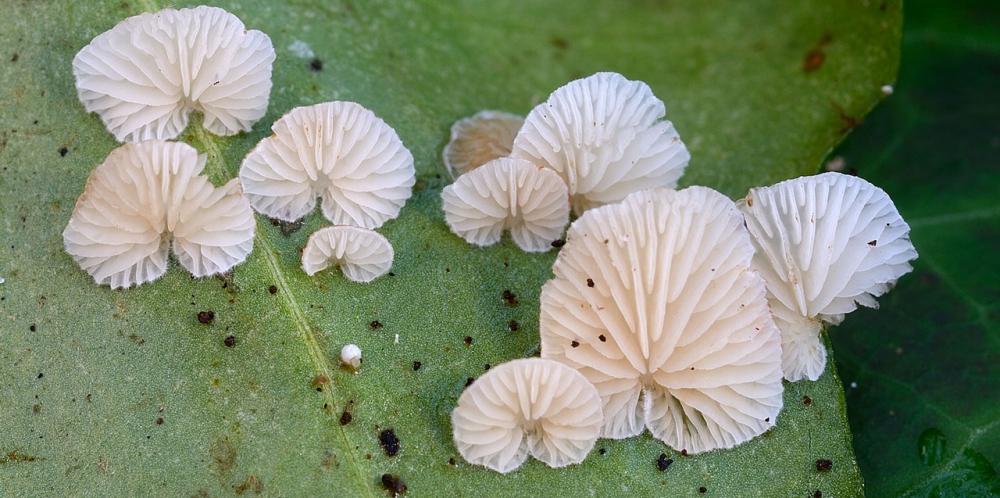 Crepidotus epybrius 01_ridimensiona.jpg