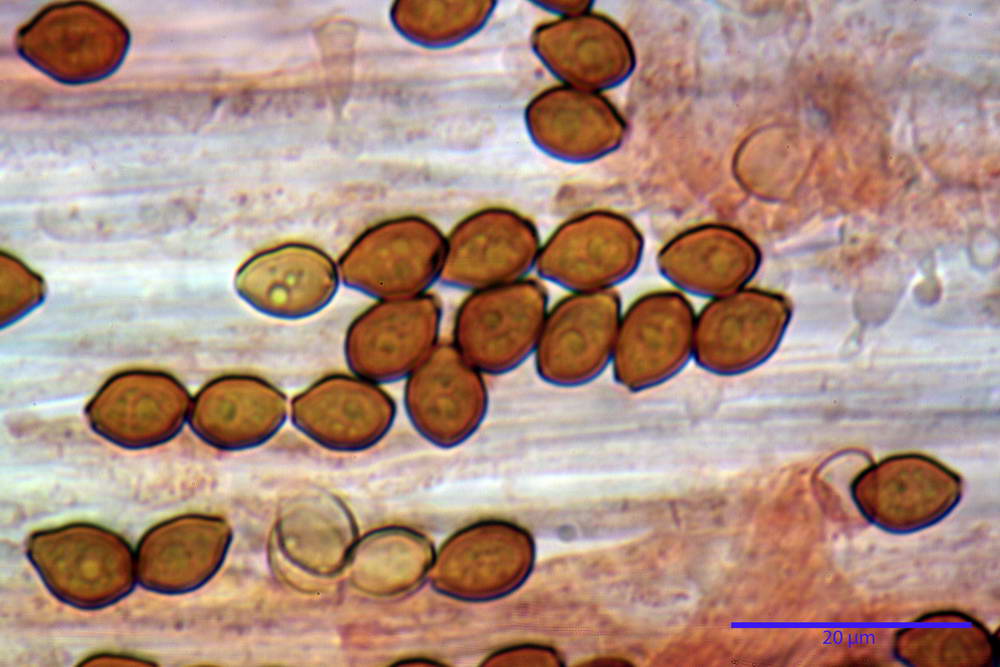 conocybe antipus 4921 31.jpg