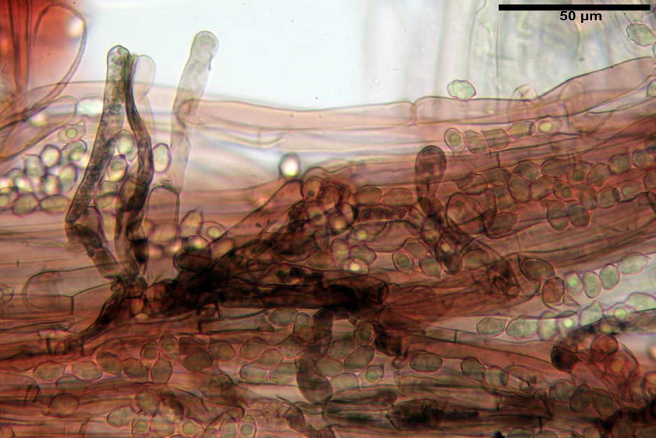 entoloma 33.jpg