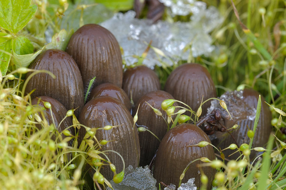 coprinellus angulatus 4817 02.jpg