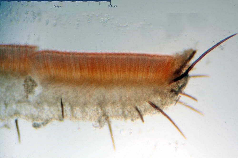 scutellinia crinita 02.jpg