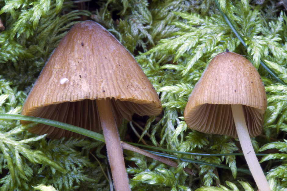 conocybe 02.jpg