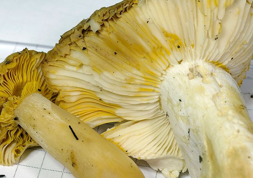 russula 04.jpg