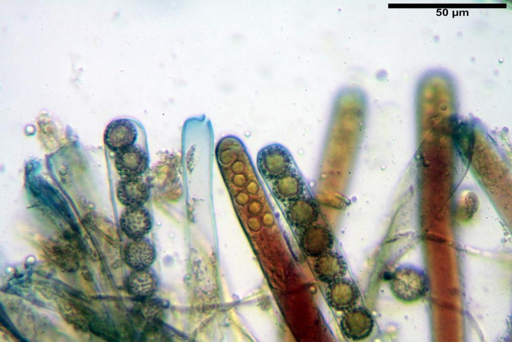 Plicaria trachycarpa 6920 26.jpg
