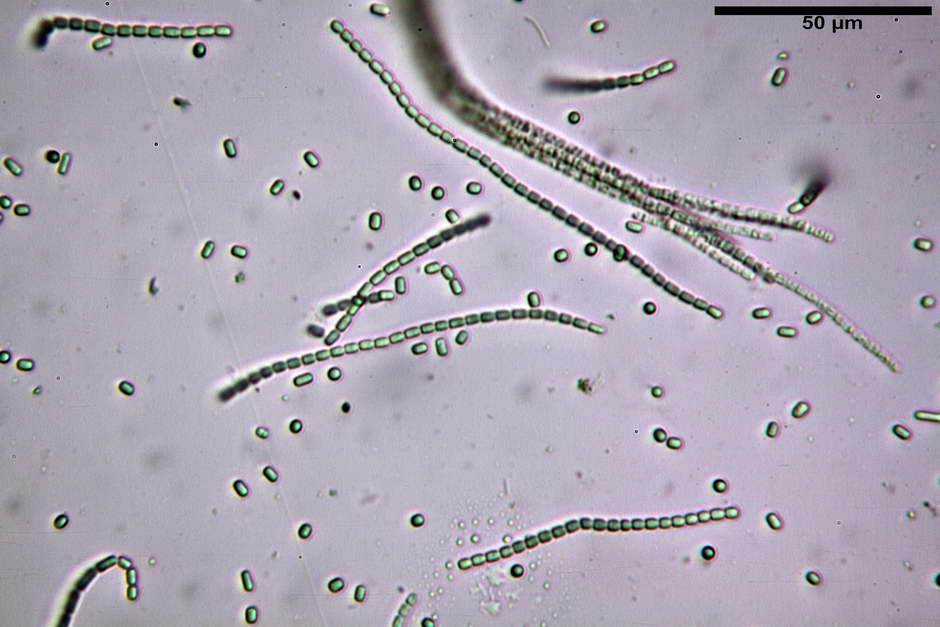 elaphocordyceps ophioglossoides 4709 14.jpg