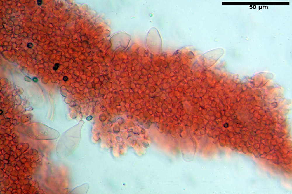 psathyrella hydrophila 20.jpg