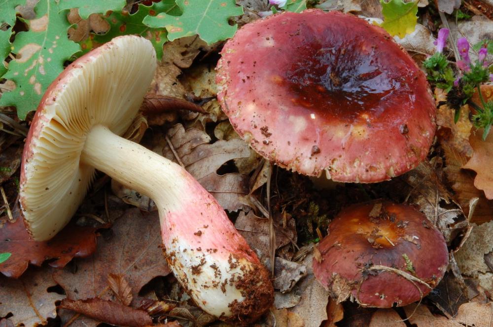 Russula graveolens 6800 04.jpg