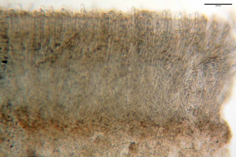 urnula pouchetii 4829 04.jpg