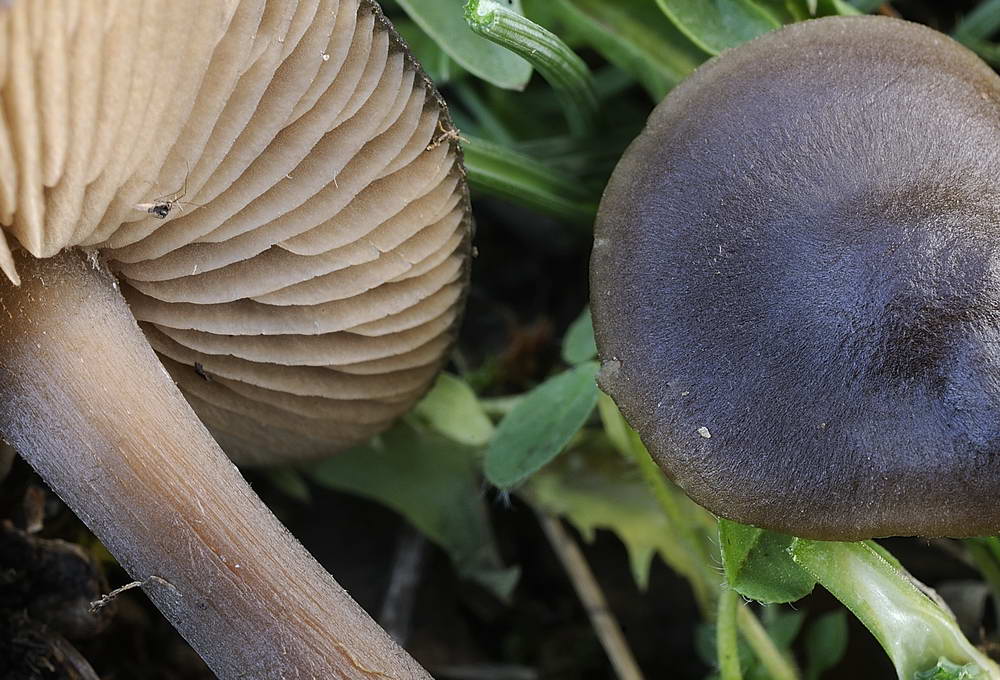 entoloma vindobonense 150 05.jpg