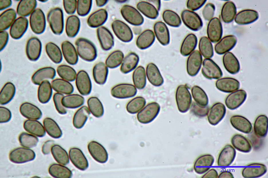 Psathyrella 35.jpg