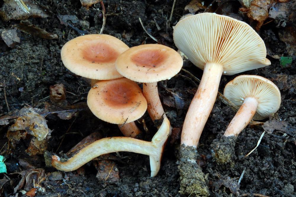 Lactarius decipiens 6534_3.JPG