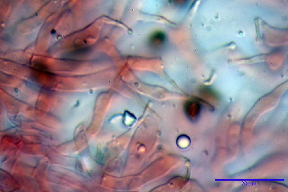 Phaeocollybia lugubris 6657 44.jpg