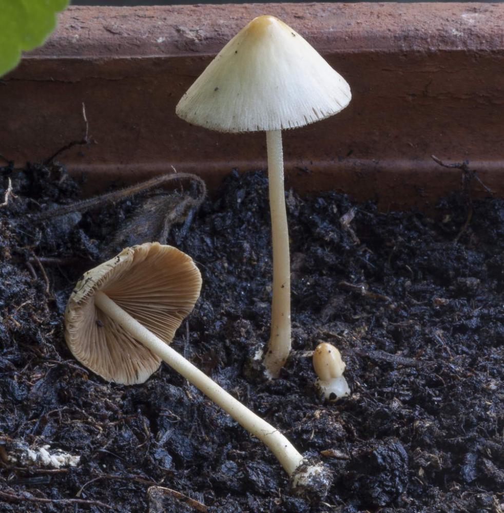 conocybe albipes var albipes.jpg