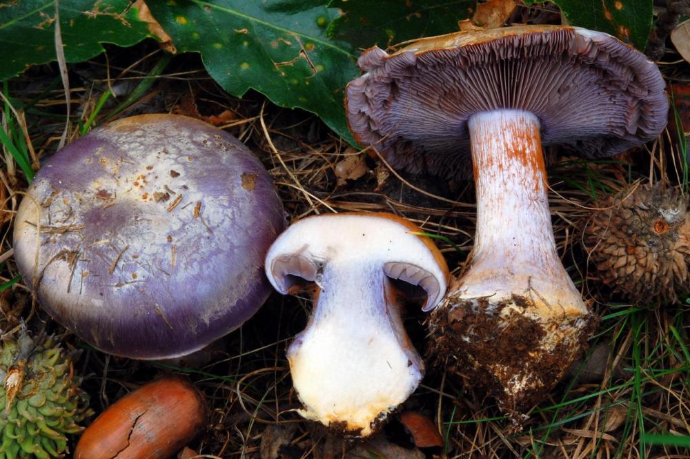 Cortinarius caerulescens 6549_2.JPG