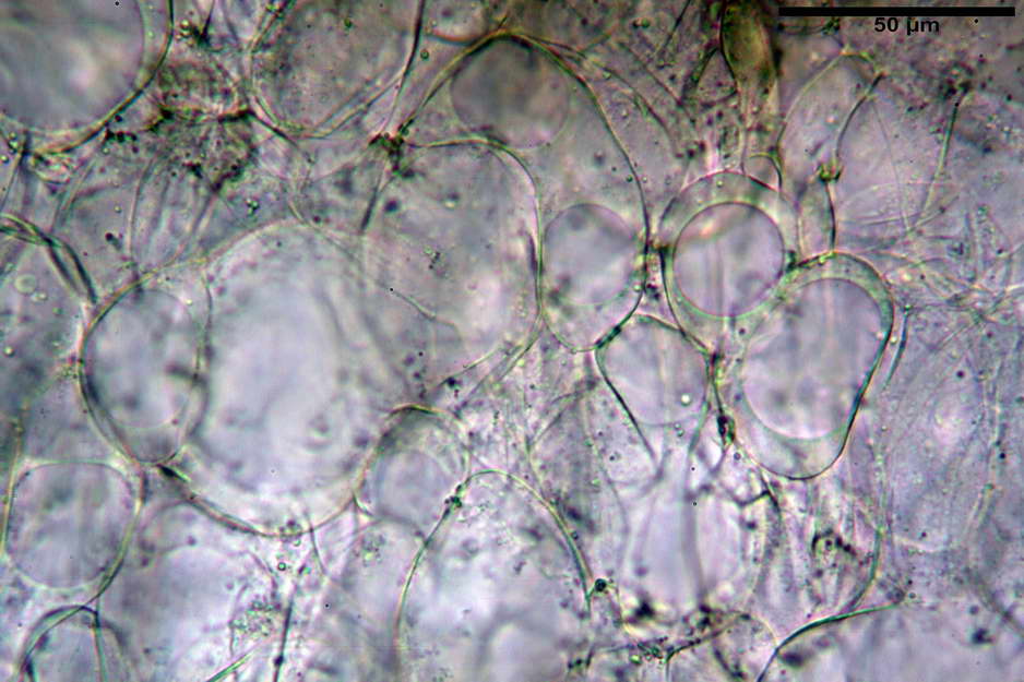 peziza badioides 4670 13.jpg