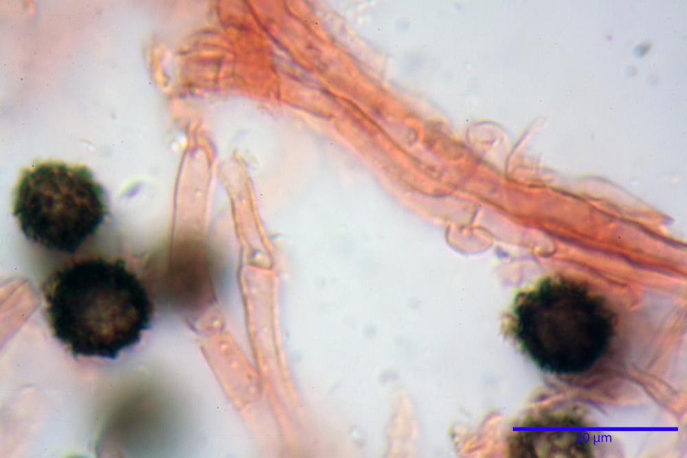 scleroderma bovista 5365 12.jpg