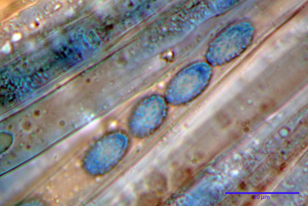 peziza succosella 63_resize.jpg