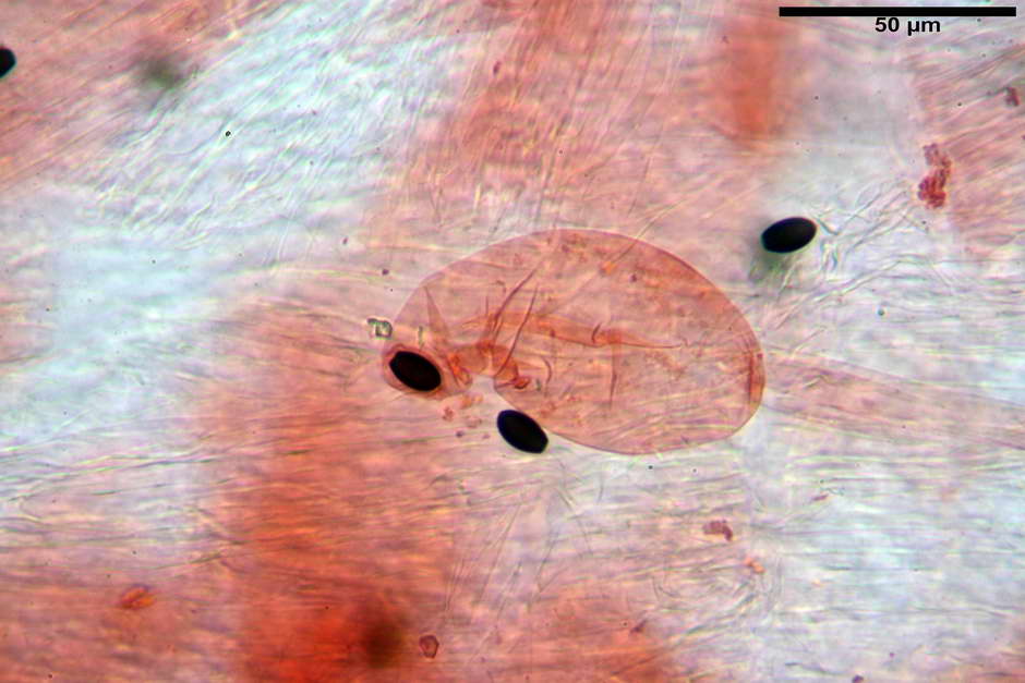 Coprinopsis pachyderma 4824 73.jpg