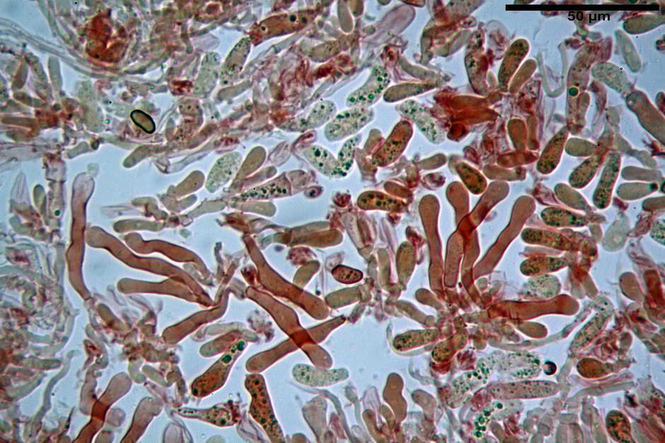pholiota tuberculosa 4736 19.jpg