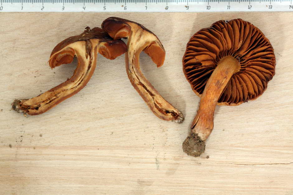 cortinarius orellanus 4761 03.jpg