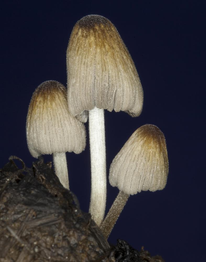 Coprinellus marculentus 7712 02.jpg