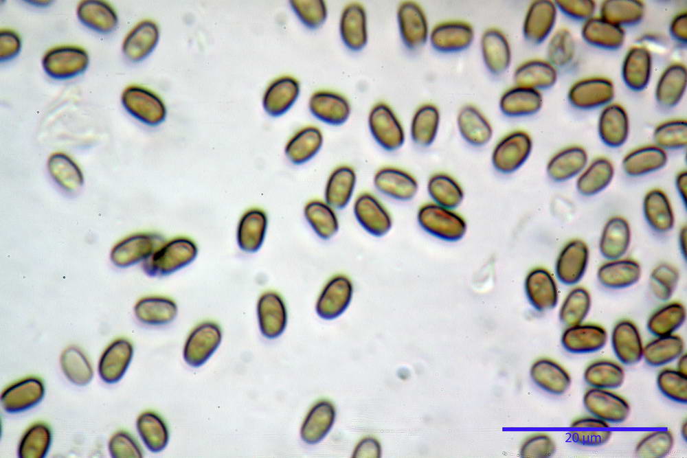 psathyrella hydrophila 36.jpg