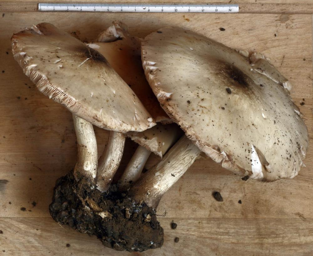 pluteus sandalioticus 01 .jpg