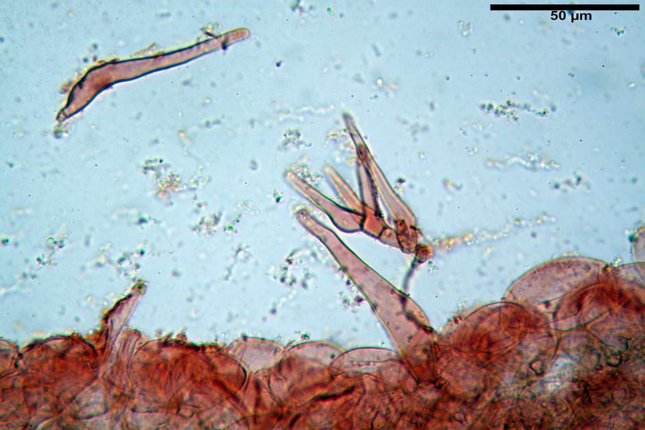 coprinellus angulatus 4817 14.jpg