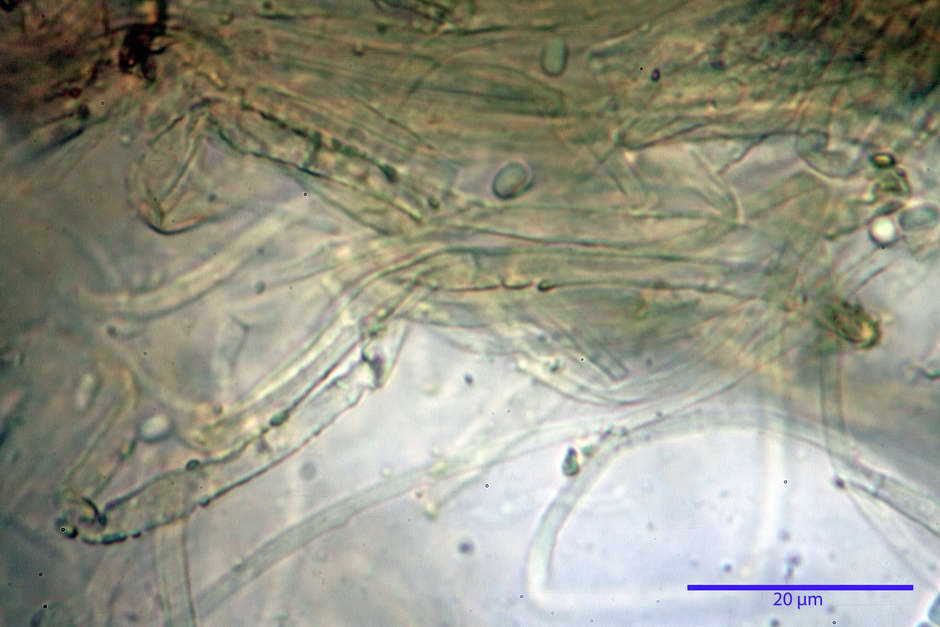 elaphocordyceps ophioglossoides 4709 23.jpg