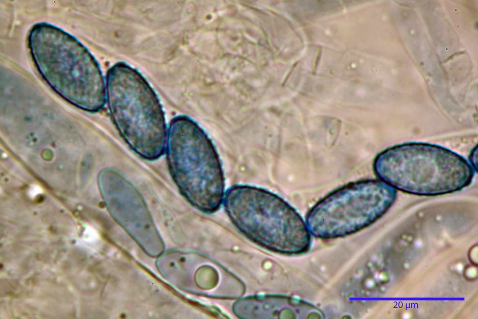 peziza badioides 4670 70.jpg