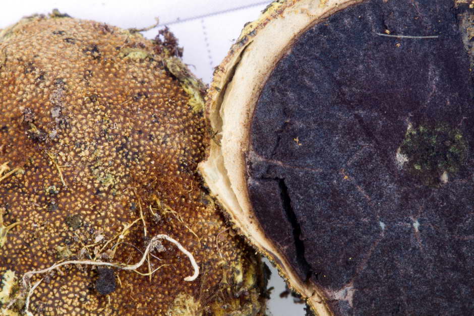 elaphomyces granulatus 4710 05.jpg