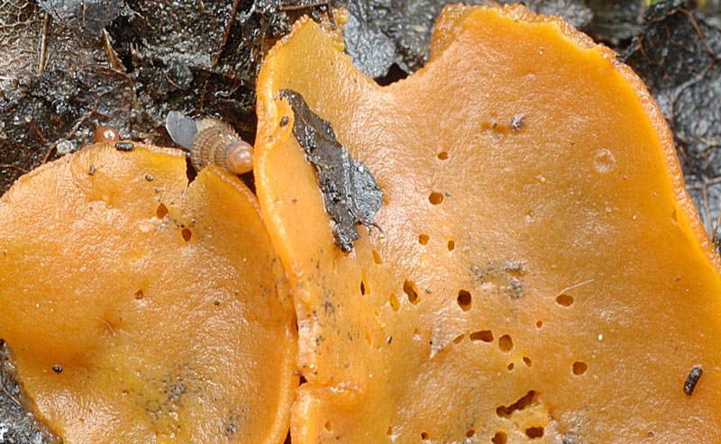 sowerbyella fagicola 4119 03.jpg