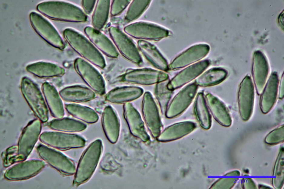 hysterangium 21.jpg