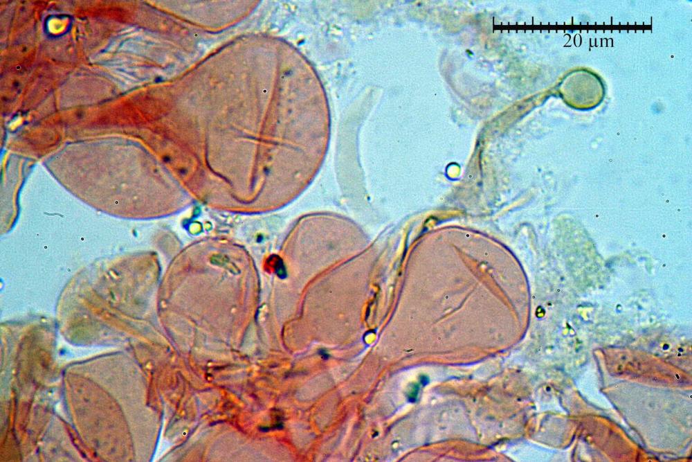 conocybe inocybeoides pileipellis e pileocistidi 92.jpg