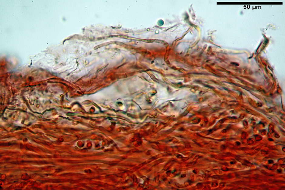 amanita 05.jpg