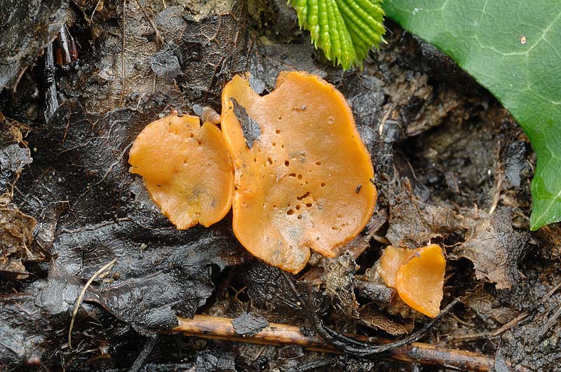 sowerbyella fagicola 4119 02.jpg