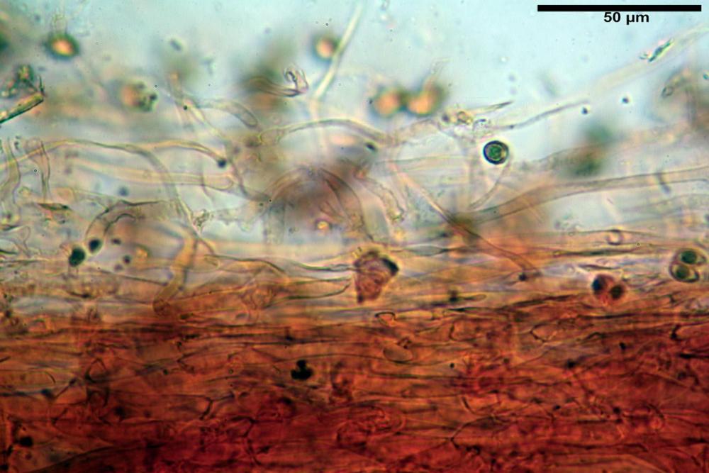 Galerina marginata 5893 06.jpg