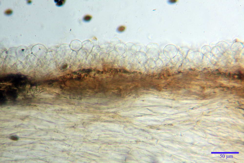 panaeolus papilionaceus var papilionaceus 5070 05.jpg